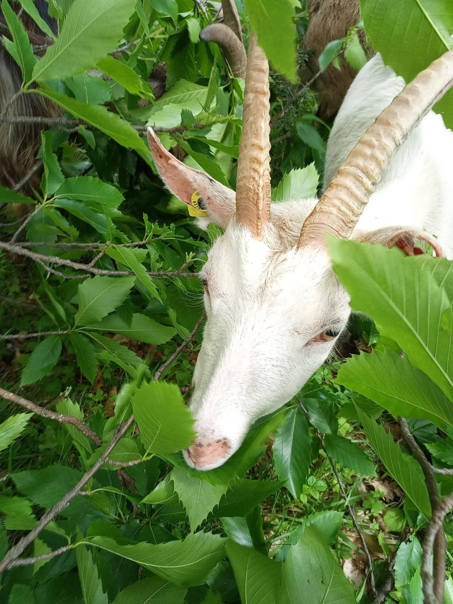 فندق La Ferme Des Cevennes Florac المظهر الخارجي الصورة