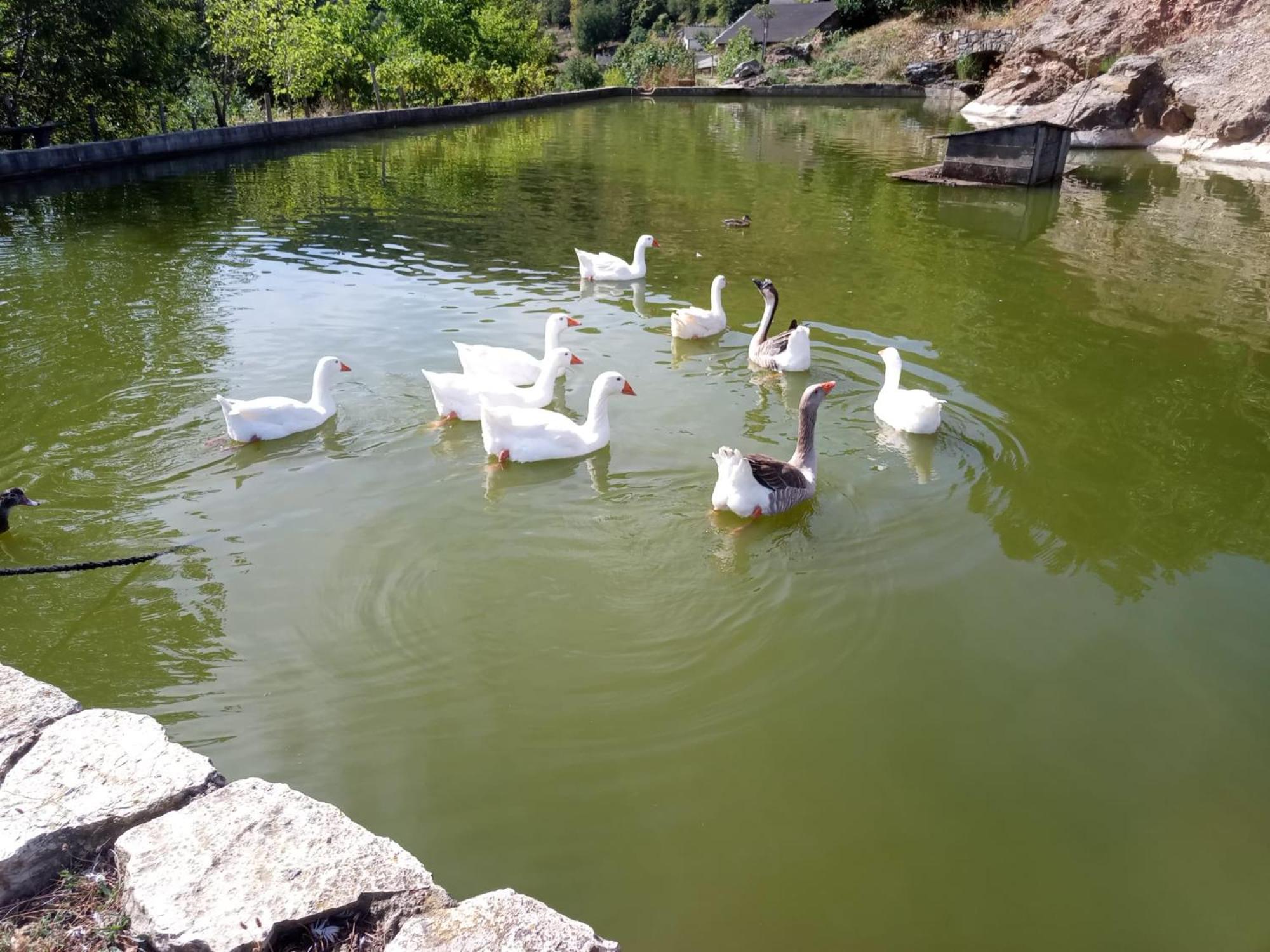 فندق La Ferme Des Cevennes Florac المظهر الخارجي الصورة