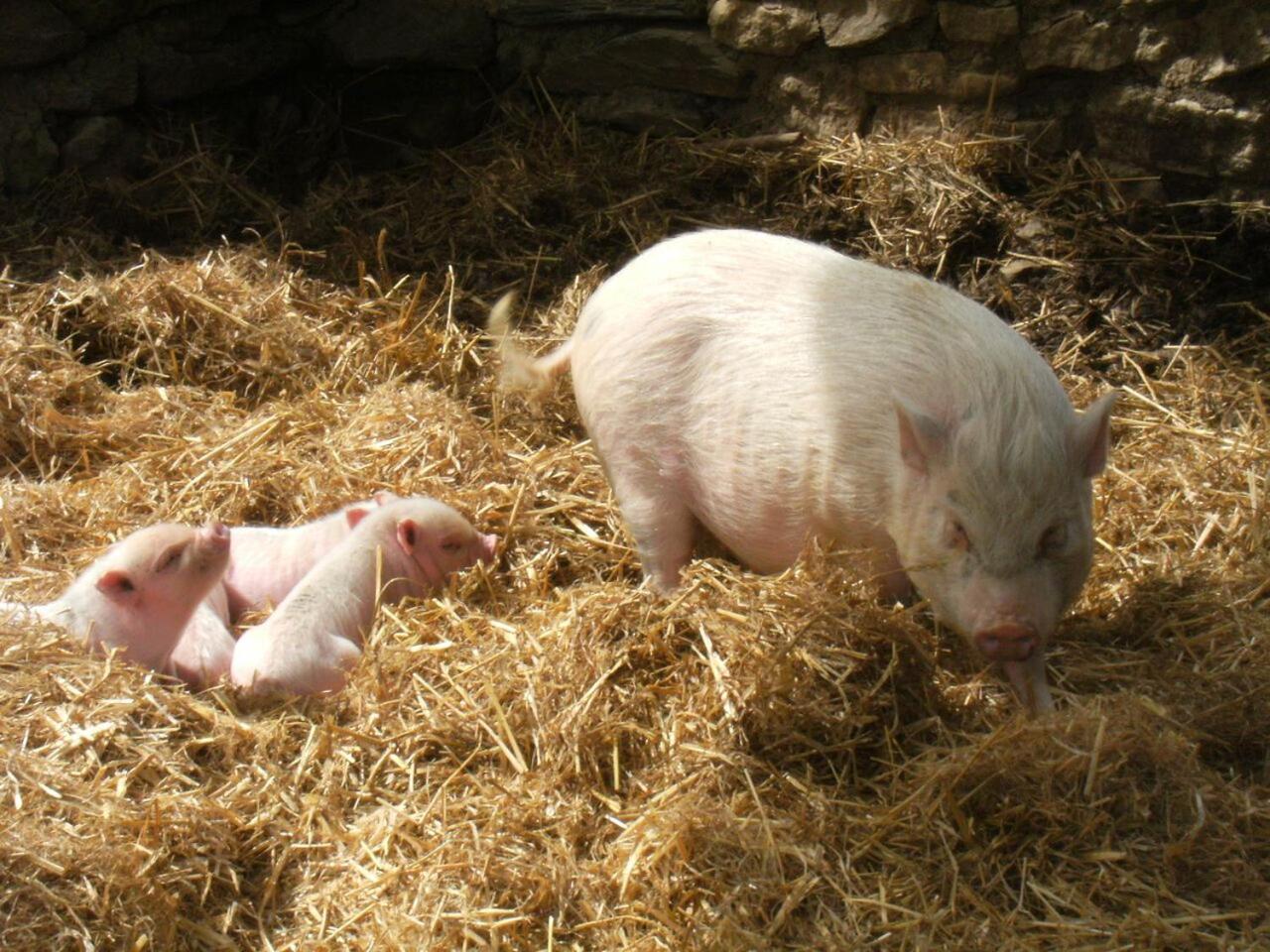 فندق La Ferme Des Cevennes Florac المظهر الخارجي الصورة